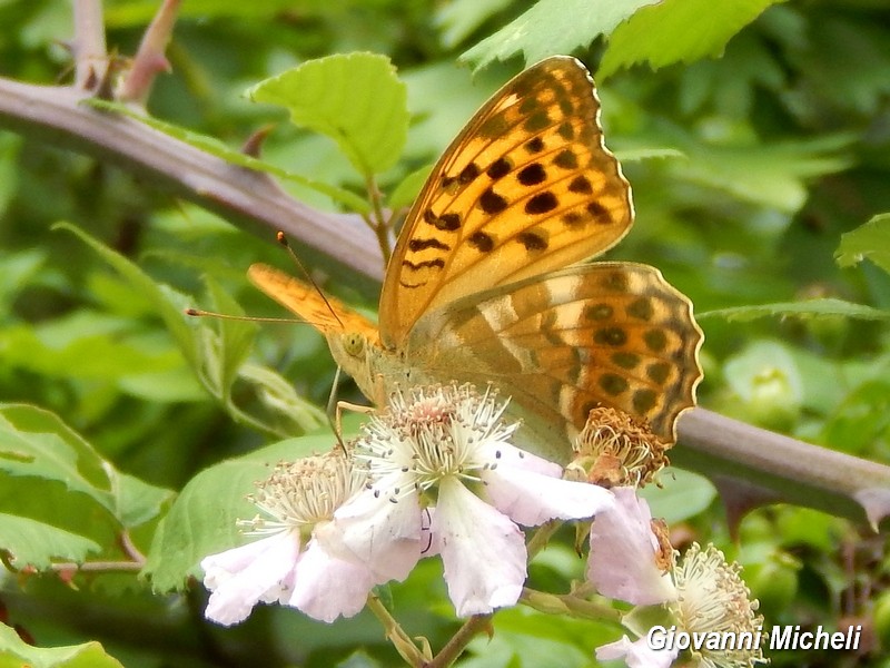 Parco del Ticino 13.6.15